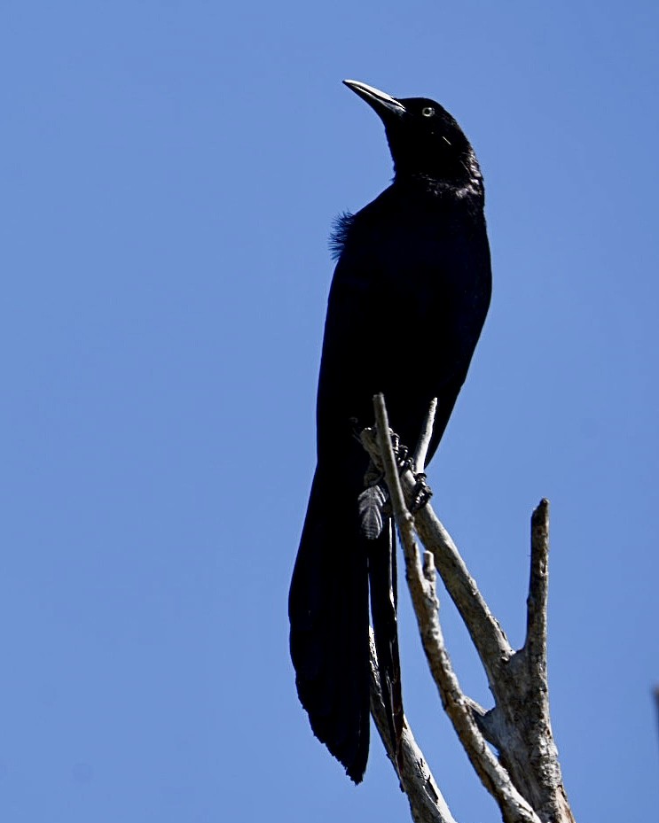 Great-tailed Grackle - ML620725824