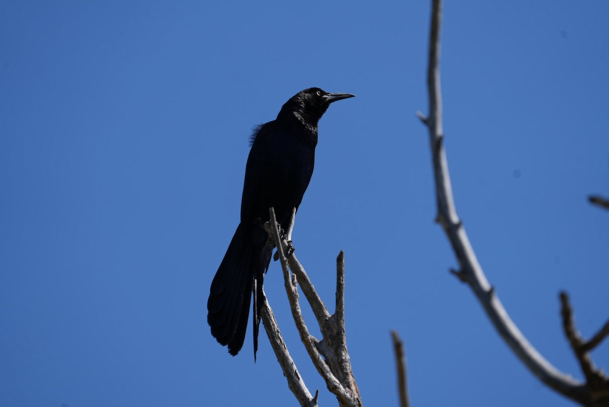 Great-tailed Grackle - ML620725825
