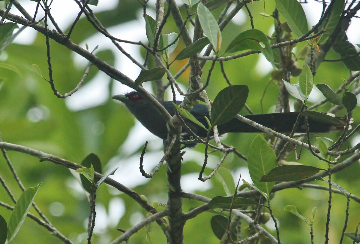 Black-bellied Malkoha - ML620725828