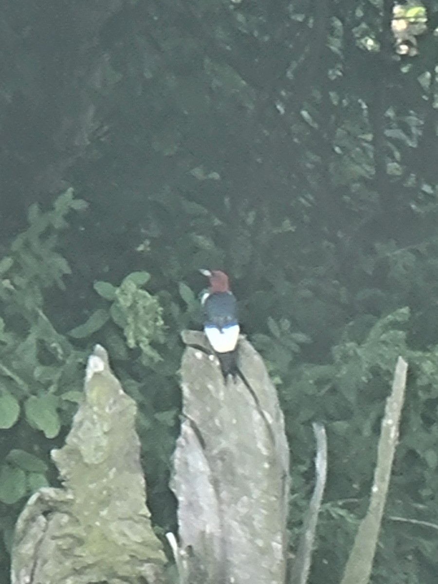 Red-headed Woodpecker - ML620725830