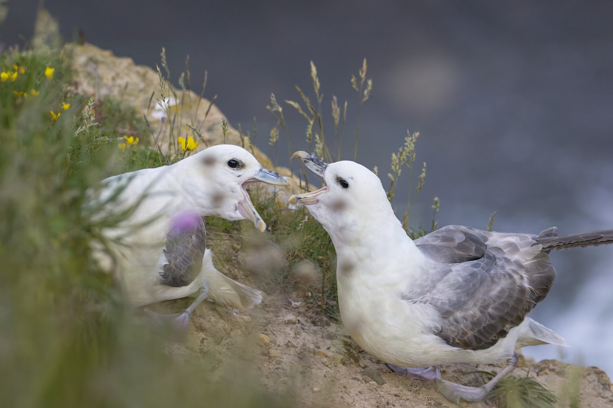 Fulmar boréal - ML620725842