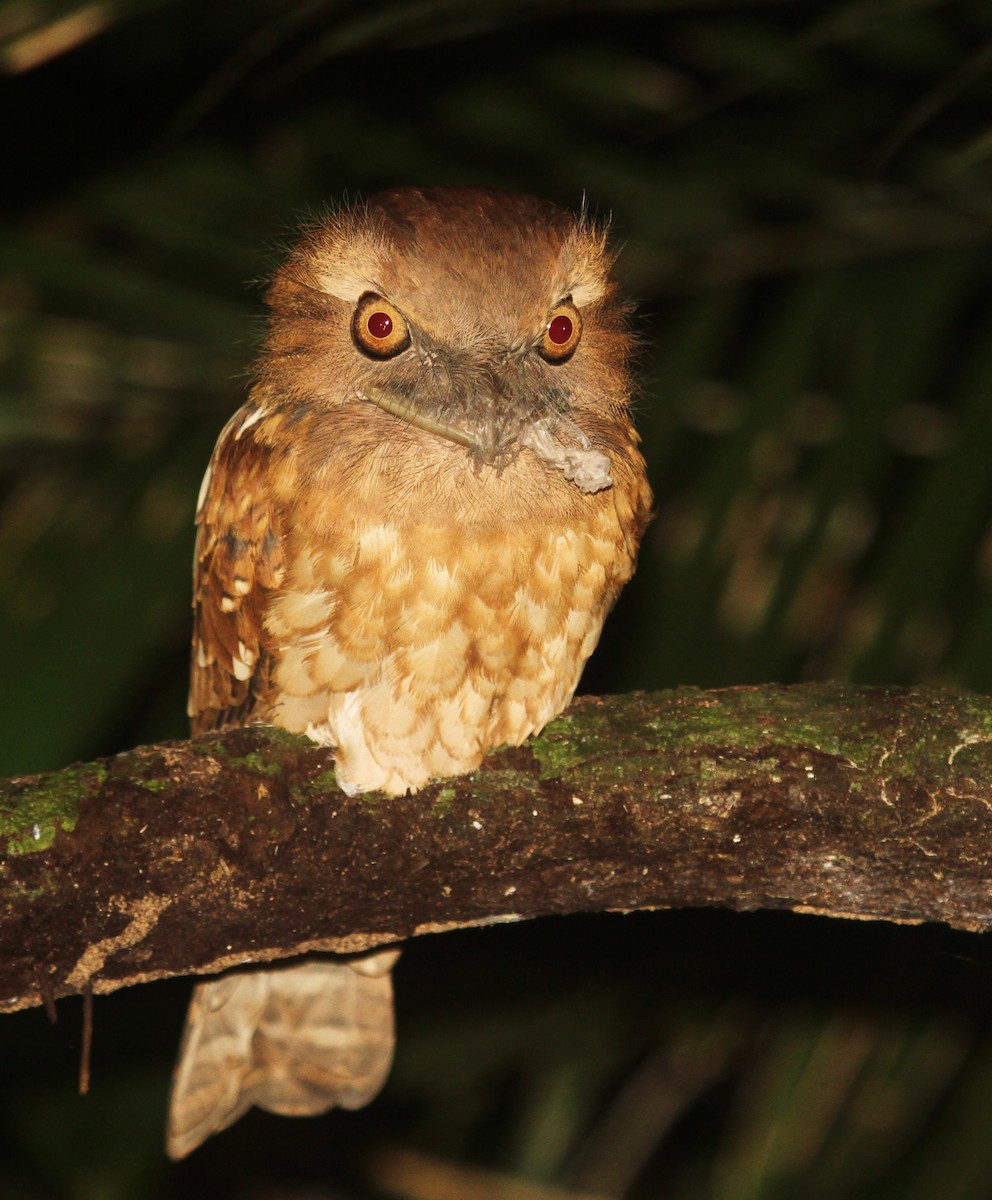 Gould's Frogmouth - ML620725843
