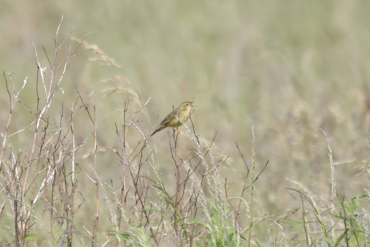 Common Grasshopper Warbler - ML620725846