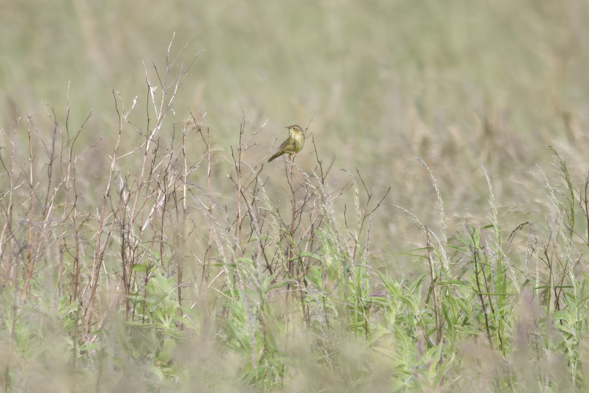 Common Grasshopper Warbler - ML620725847