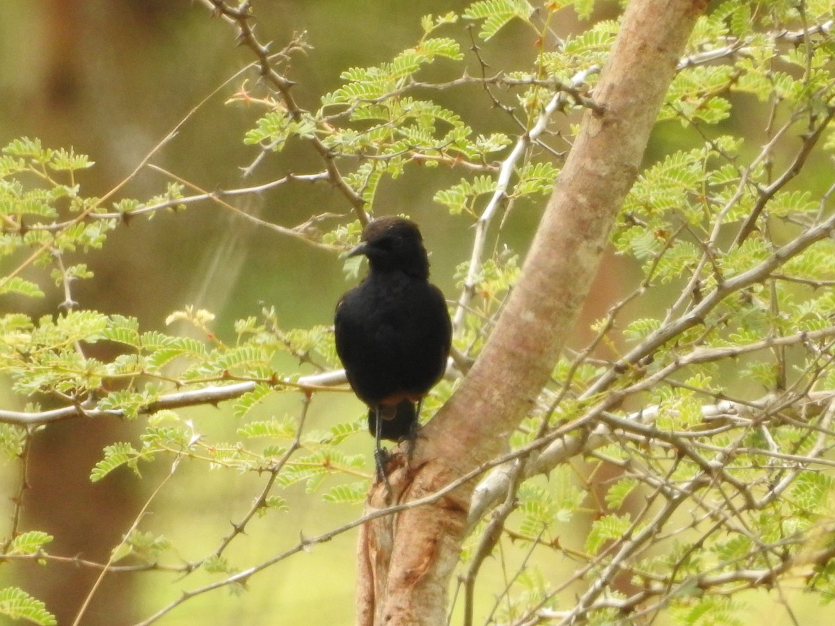 Indian Robin - ML620725893