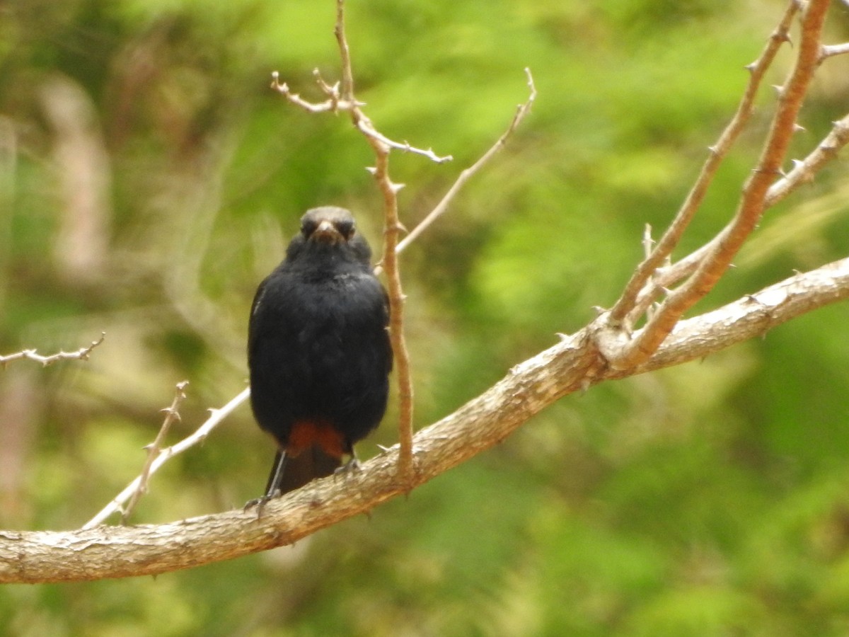 Indian Robin - ML620725894