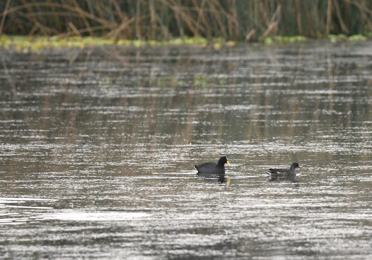 Red-fronted Coot - ML620725895