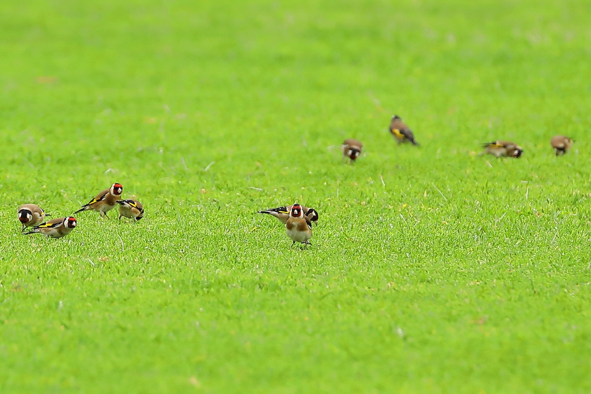 European Goldfinch - ML620725899