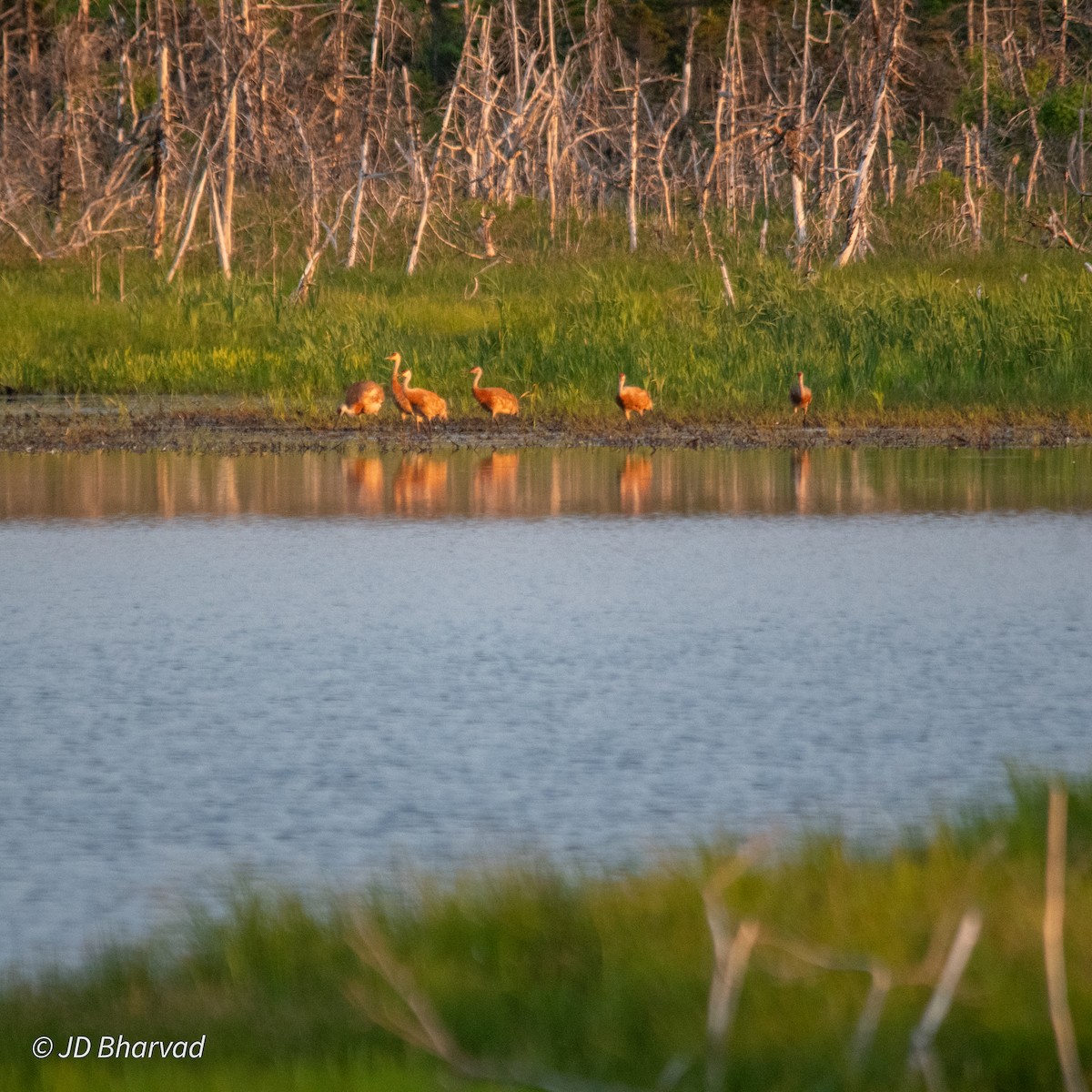 Sandhill Crane - ML620725938