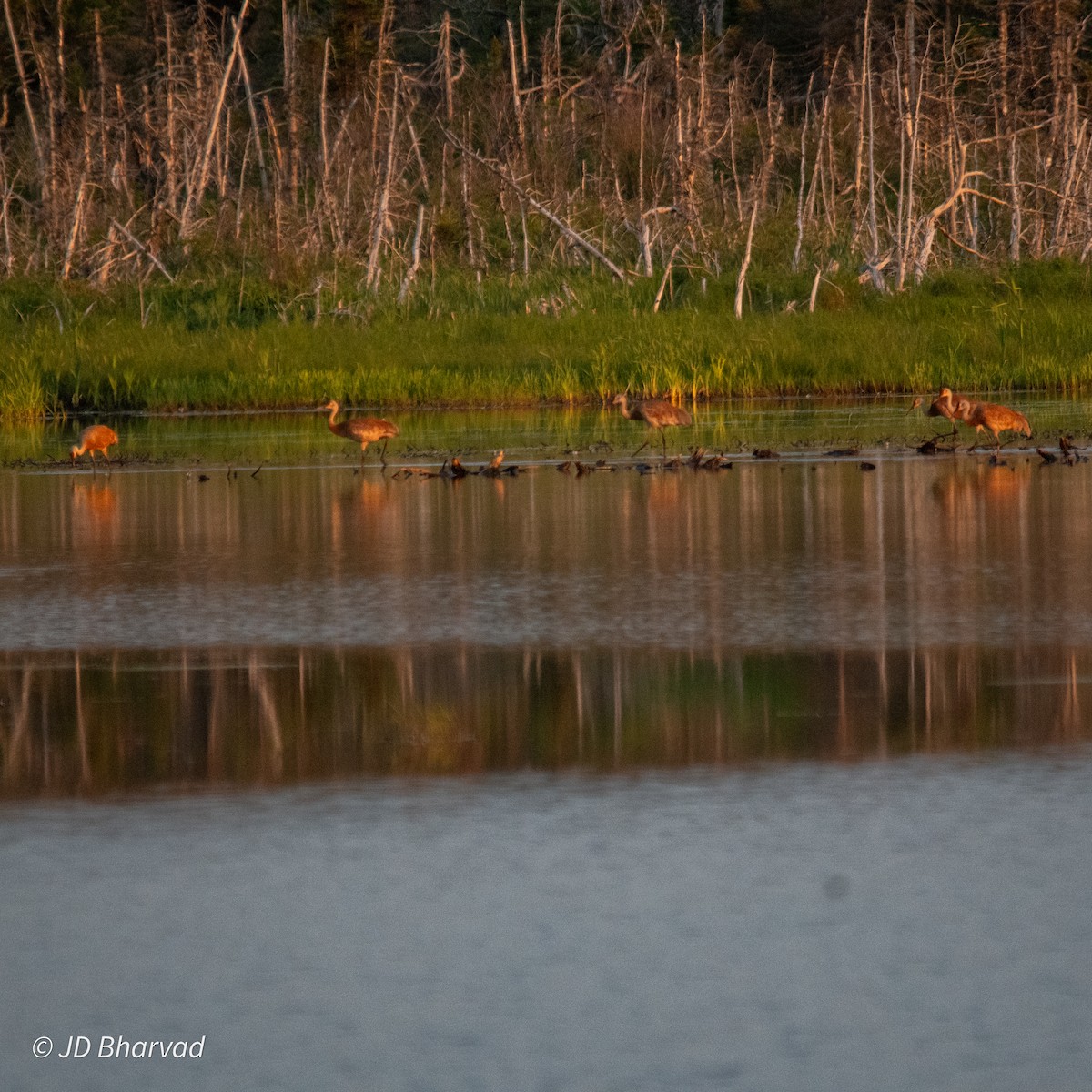 Sandhill Crane - ML620725941