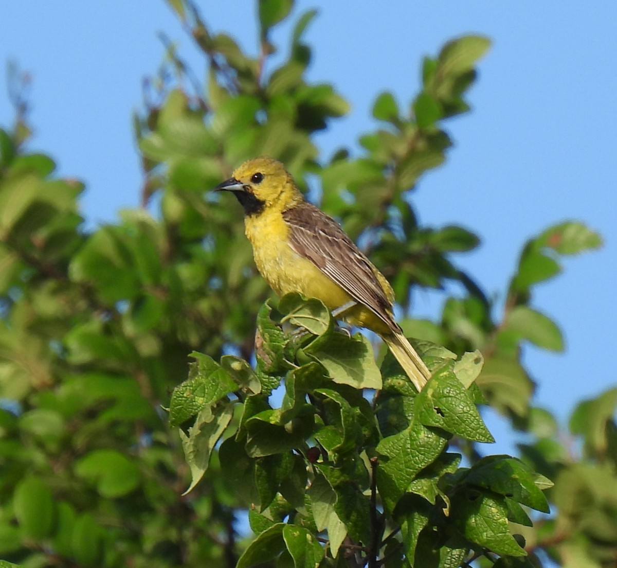 Orchard Oriole - ML620725942