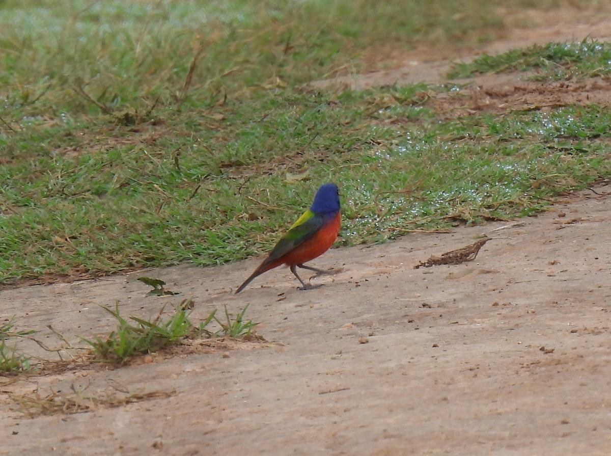 Painted Bunting - ML620725947