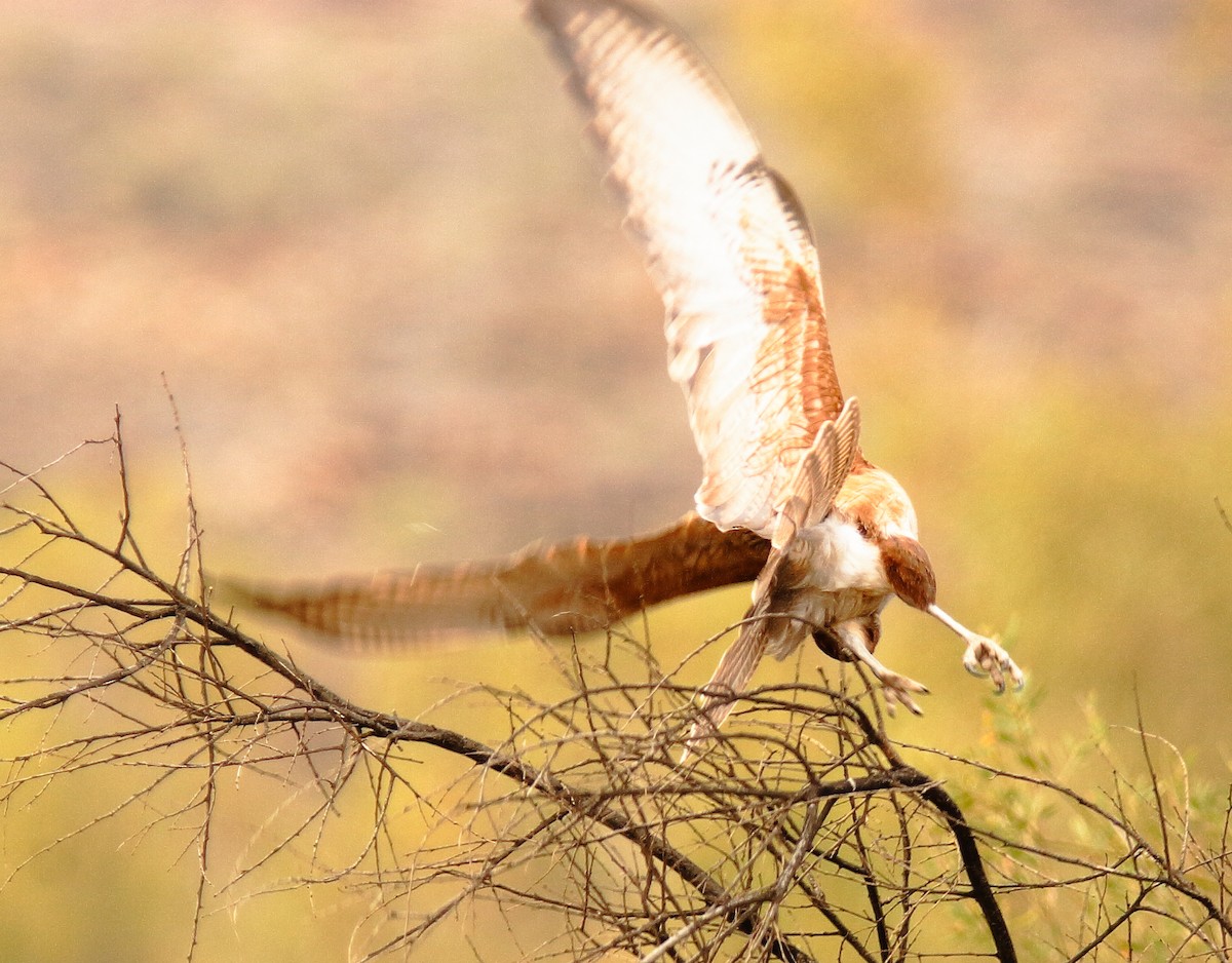 Brown Falcon - ML620725960