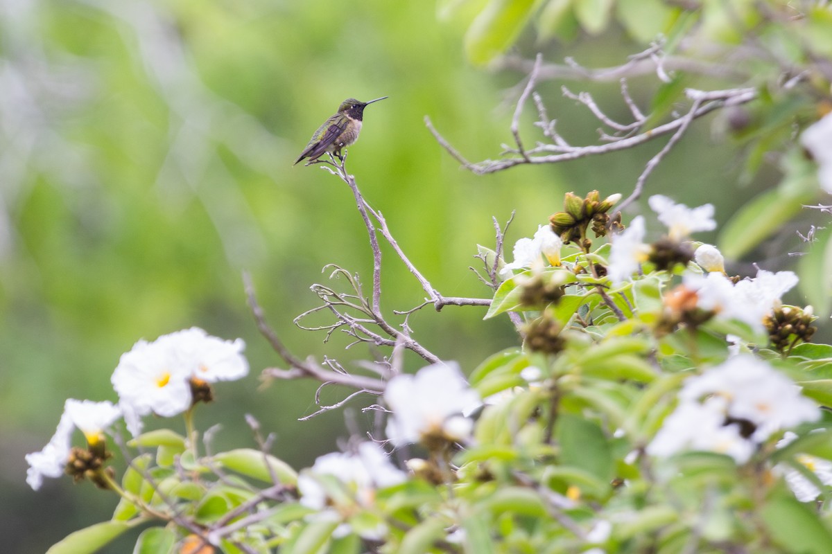 Black-chinned Hummingbird - ML620725961