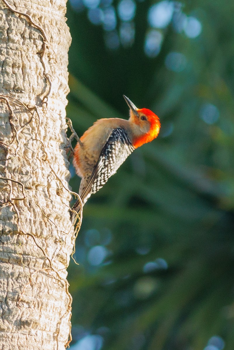 Red-bellied Woodpecker - ML620725965