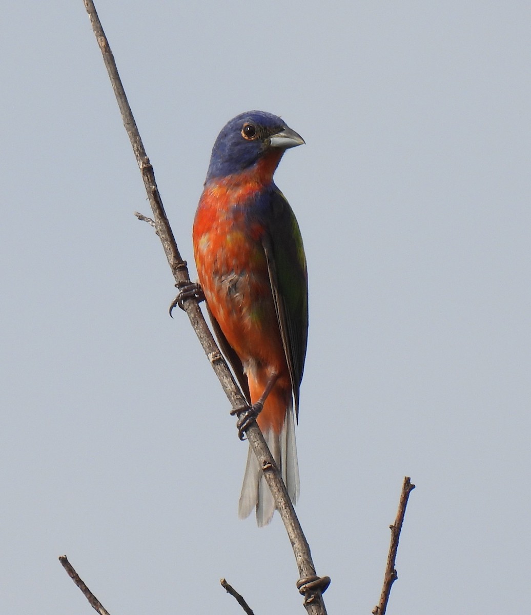Painted Bunting - ML620725966