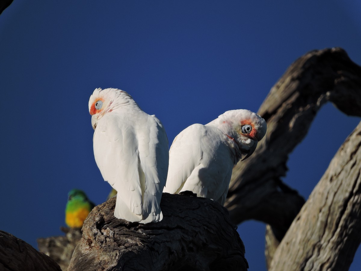 Cacatúa Picofina - ML620725977