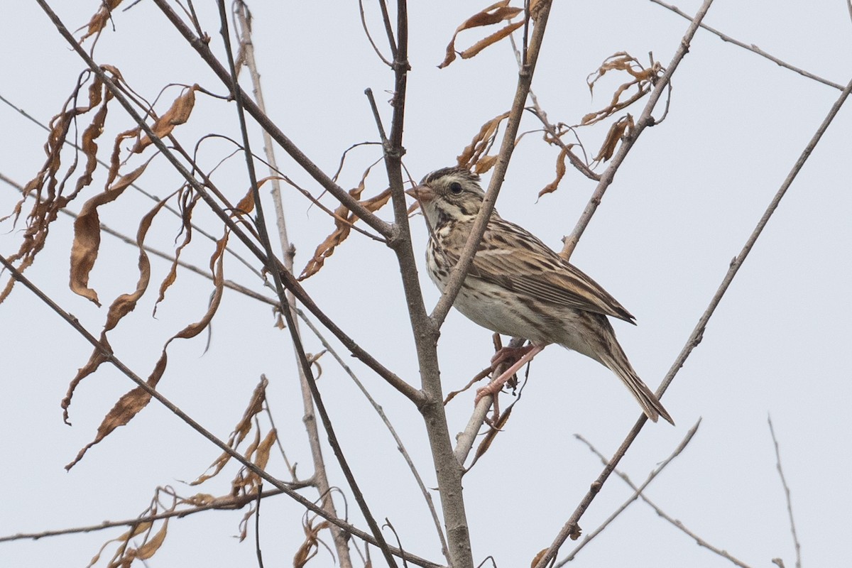 Savannah Sparrow - ML620725980