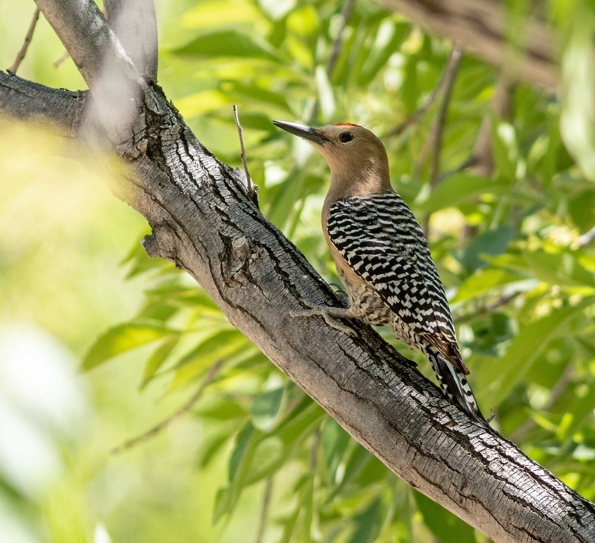 Gila Woodpecker - ML620725987