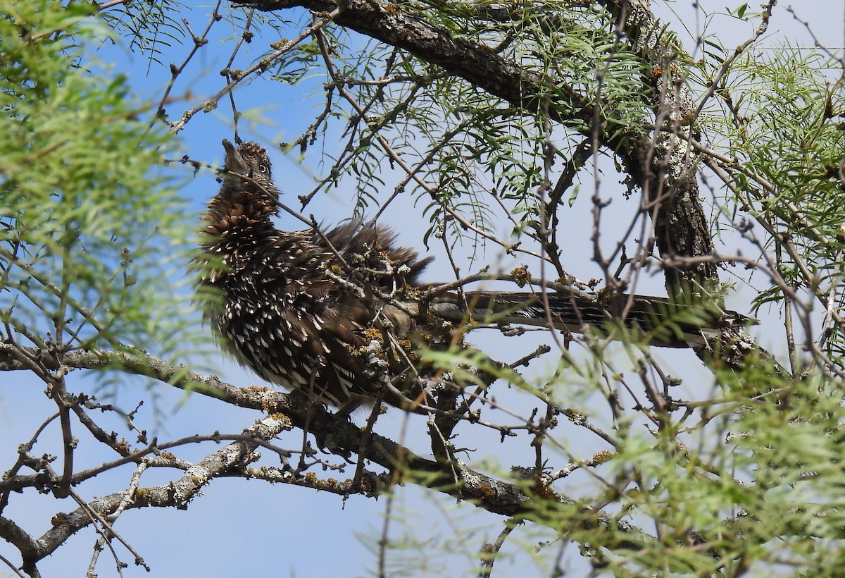 Greater Roadrunner - ML620725988