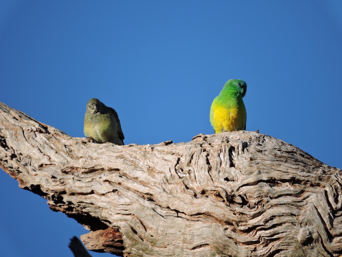 Red-rumped Parrot - ML620725989