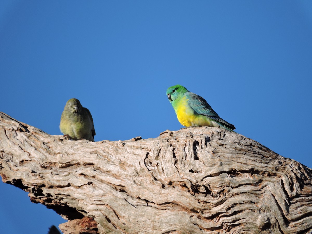 Red-rumped Parrot - ML620725990