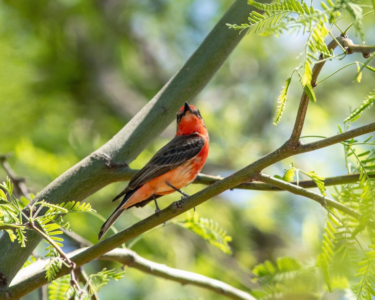 Vermilion Flycatcher - ML620725991