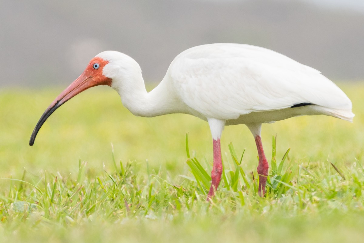 White Ibis - ML620725995