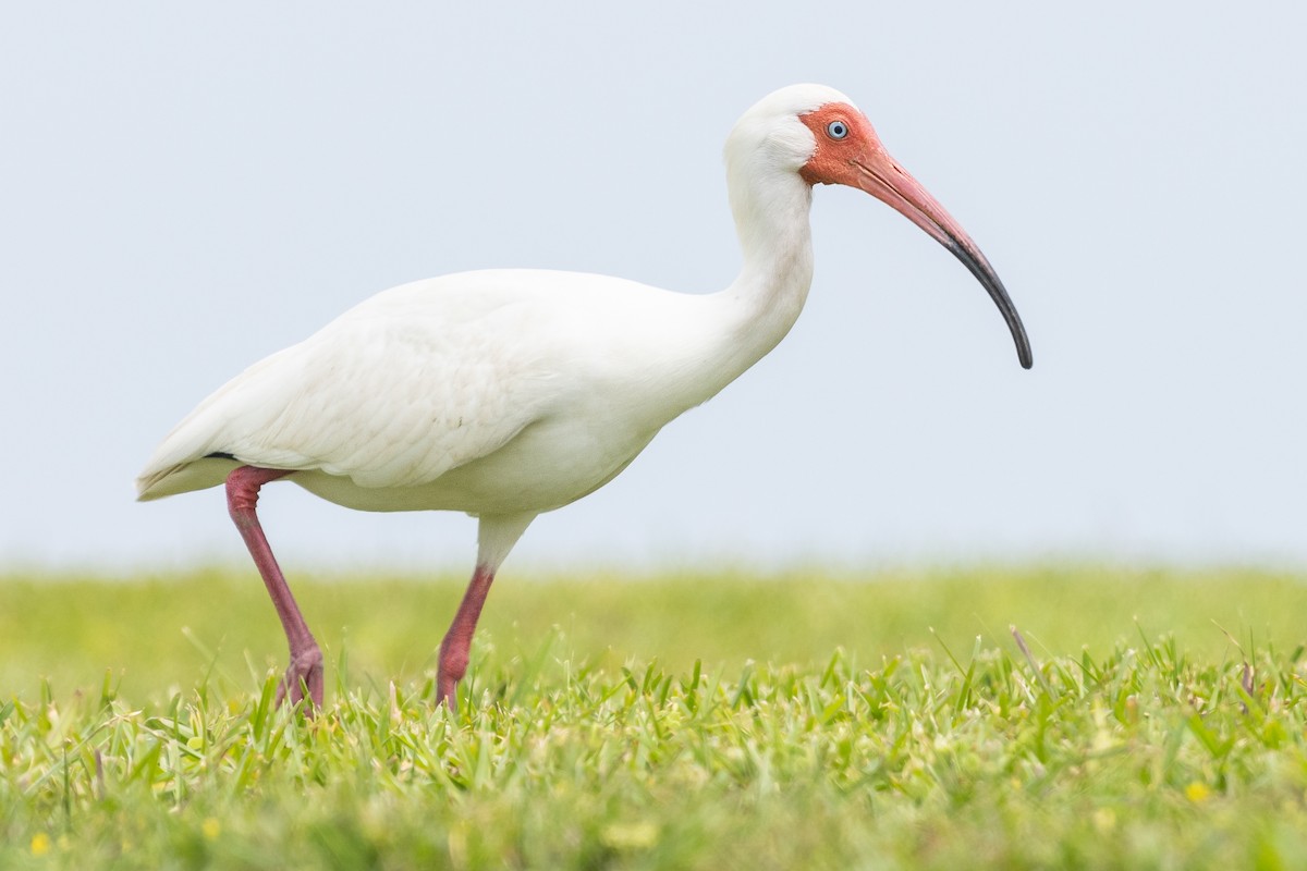 ibis bílý - ML620725996