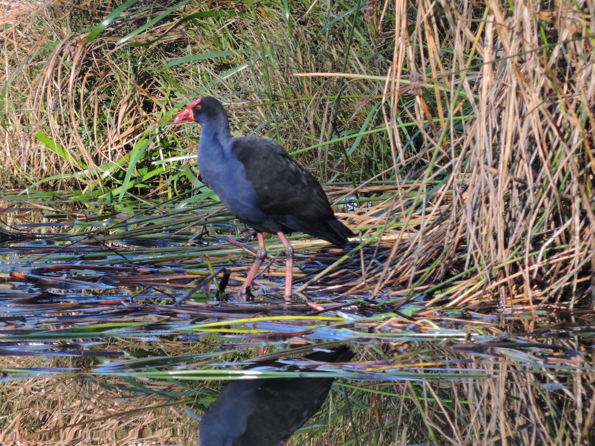 Australasian Swamphen - ML620725998