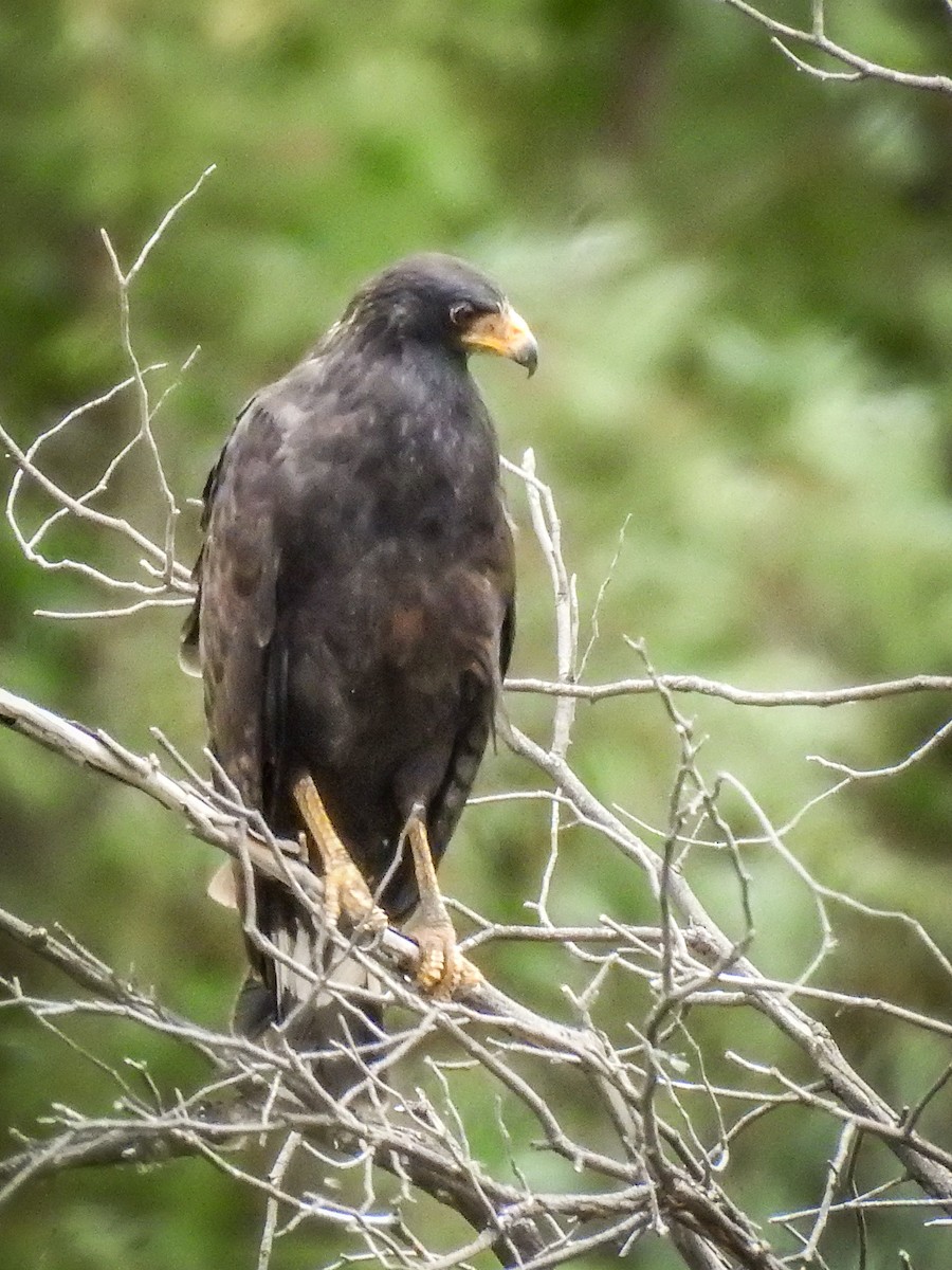 Common Black Hawk - ML620725999