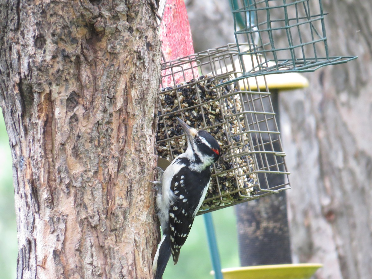 Downy Woodpecker - ML620726005