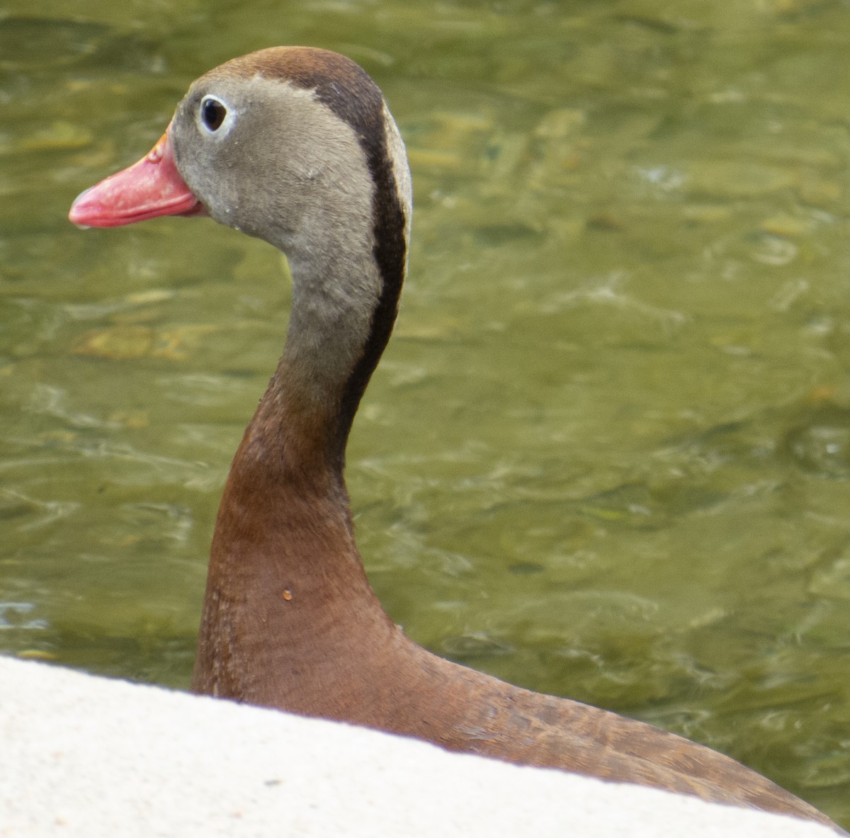 Black-bellied Whistling-Duck - ML620726007