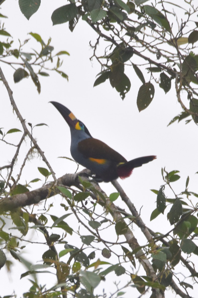 Plate-billed Mountain-Toucan - Old Sam Peabody