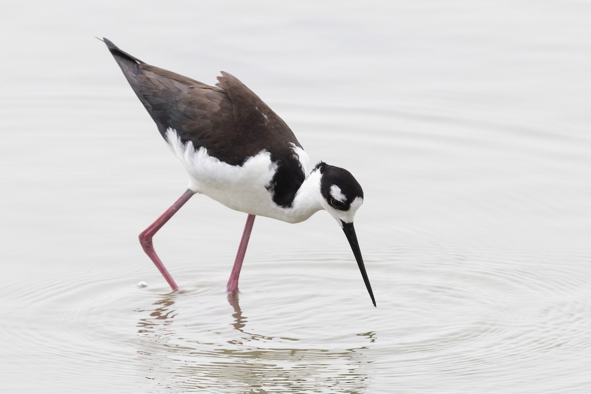 Black-necked Stilt - ML620726012