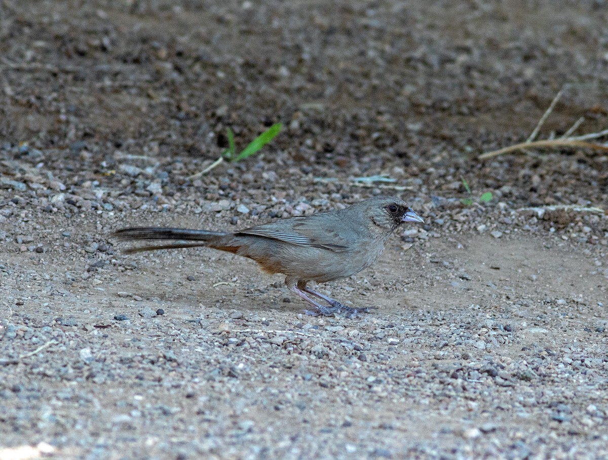 Toquí de Abert - ML620726015