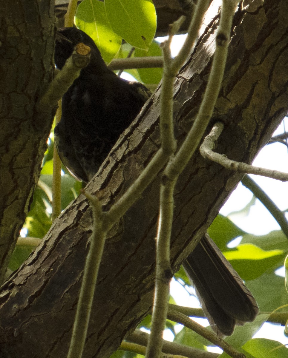 Red-vented Bulbul - ML620726018