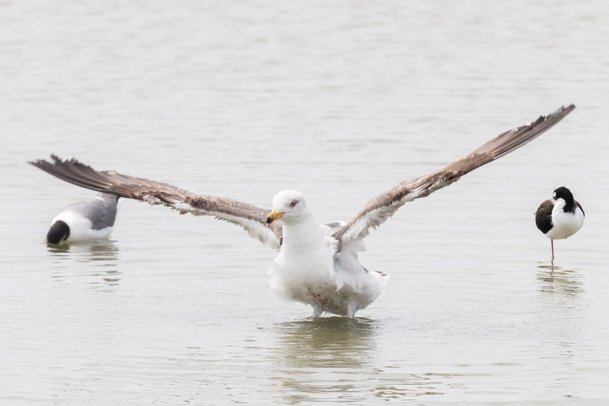 Lesser Black-backed Gull - ML620726019