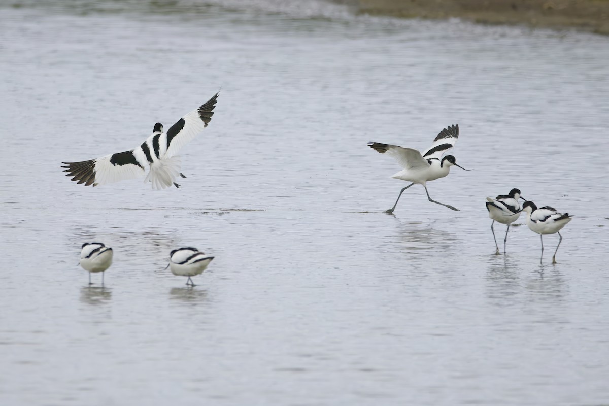 Avocette élégante - ML620726024