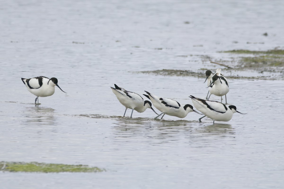 Avocette élégante - ML620726025