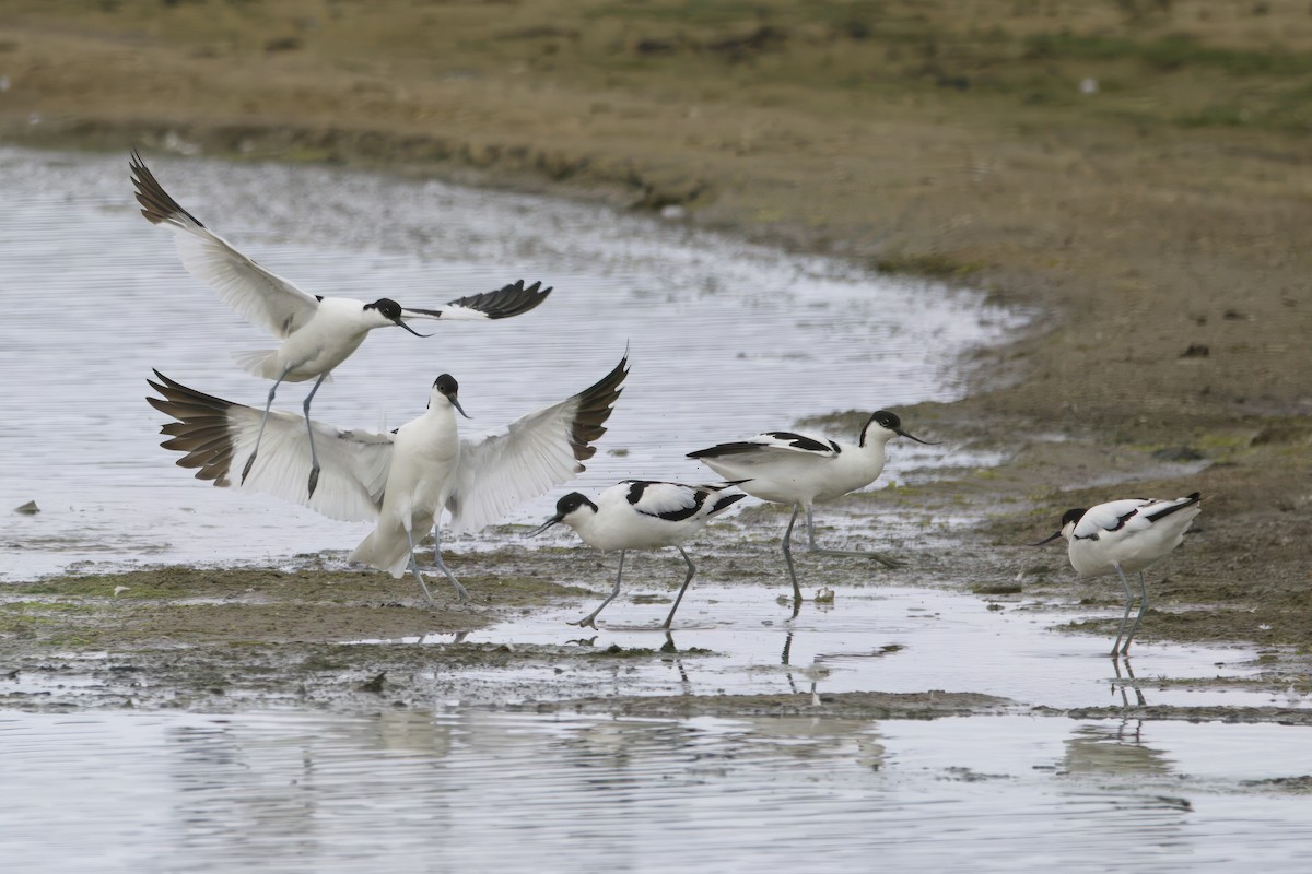 Pied Avocet - ML620726026