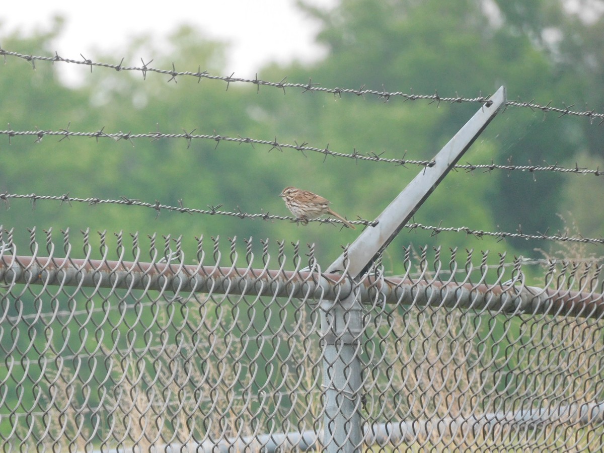 Song Sparrow - ML620726037