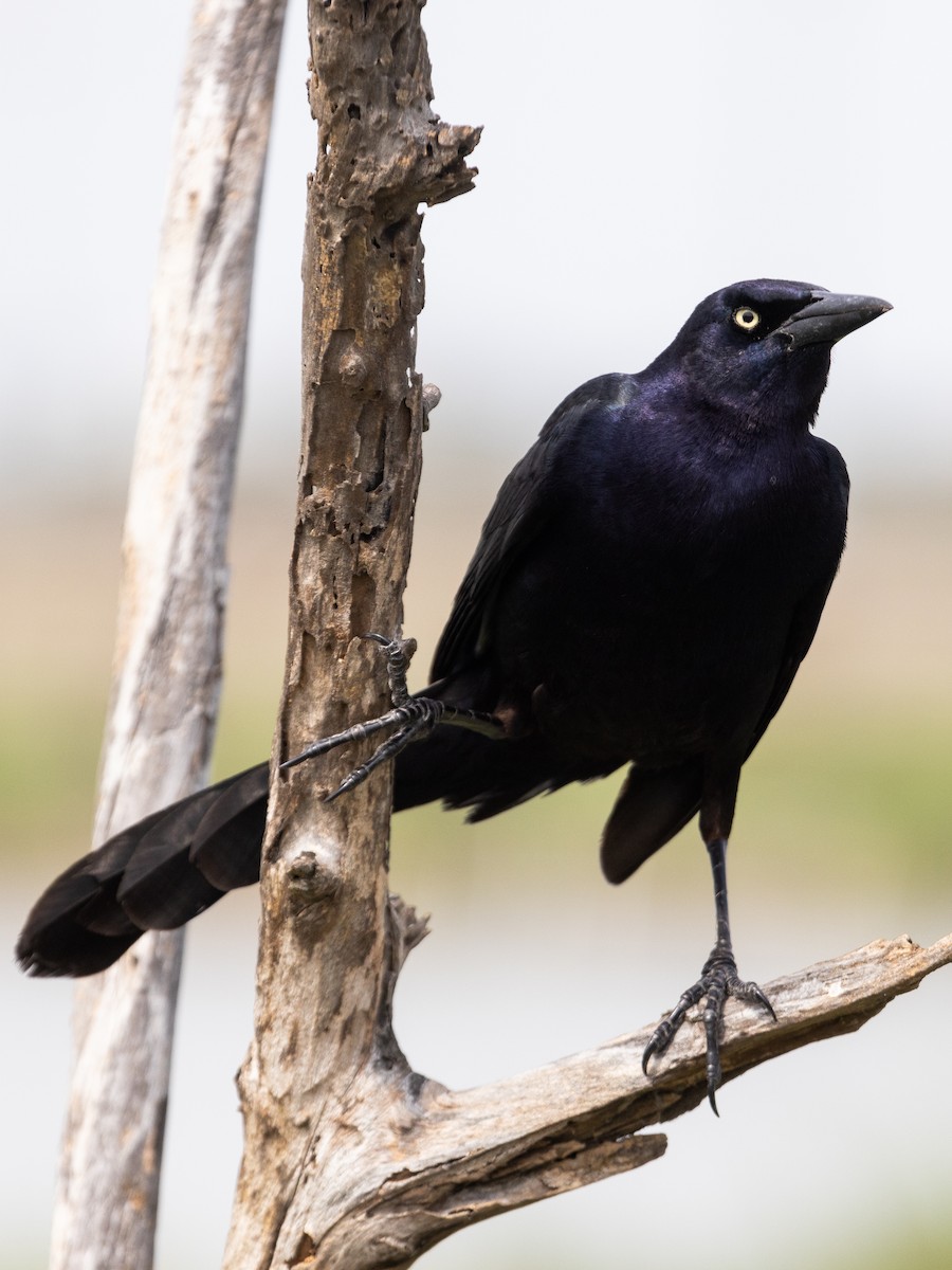 Great-tailed Grackle - ML620726040