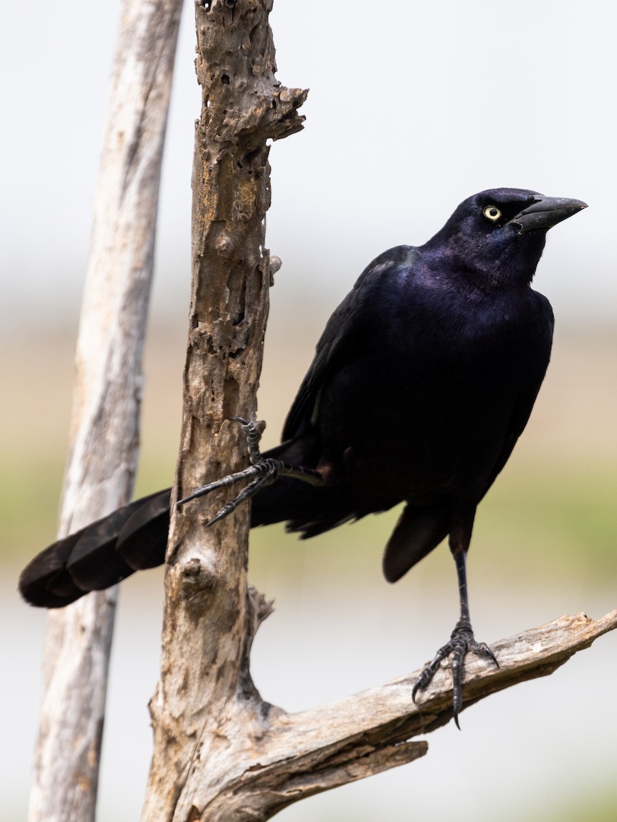 Great-tailed Grackle - ML620726041