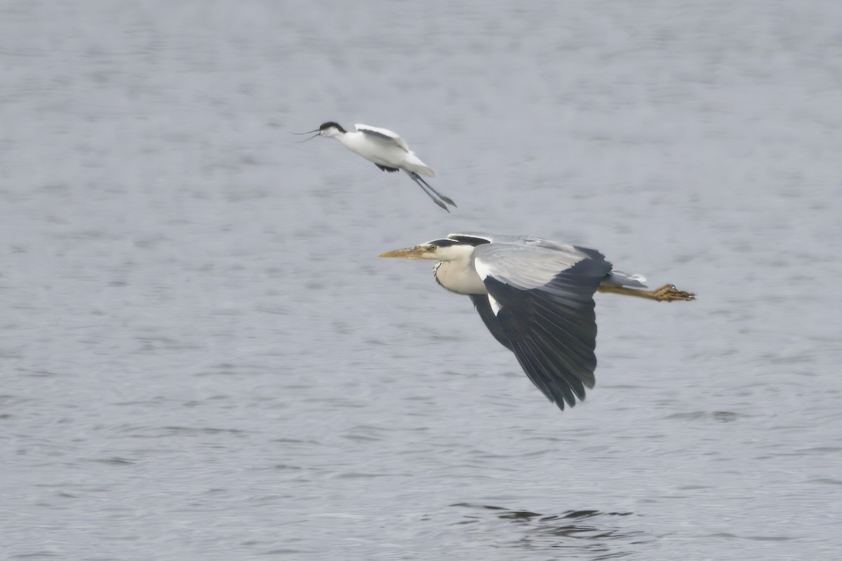 Gray Heron - ML620726043