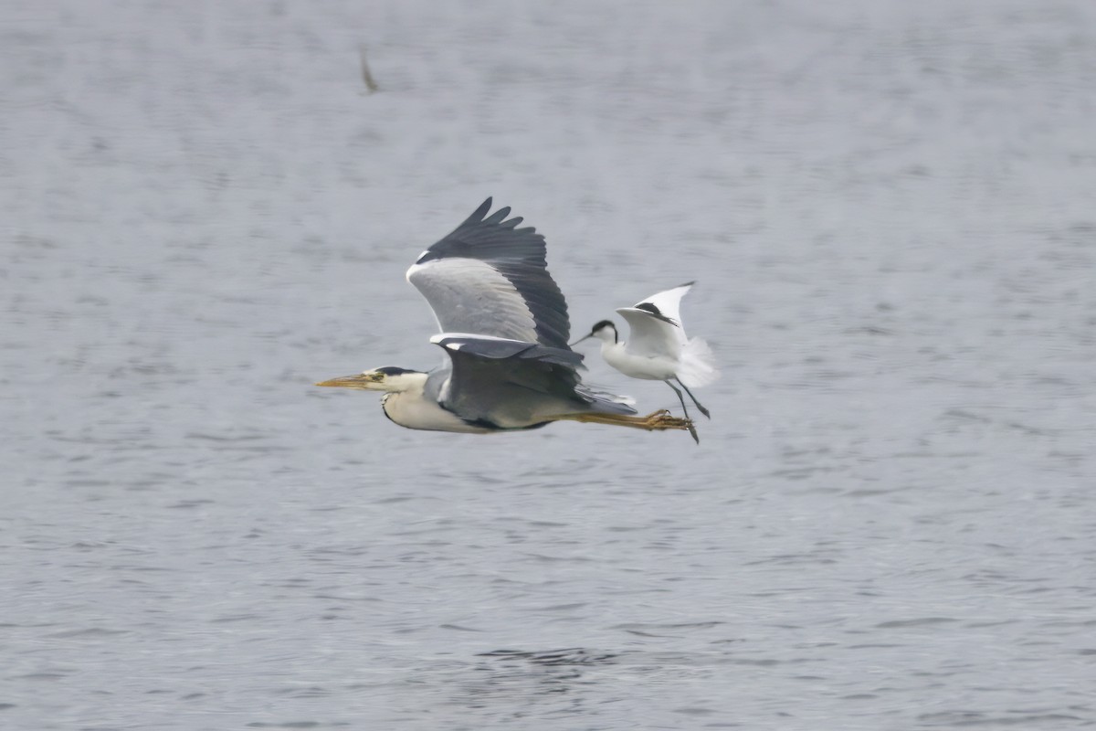 Gray Heron - Gareth Bowes