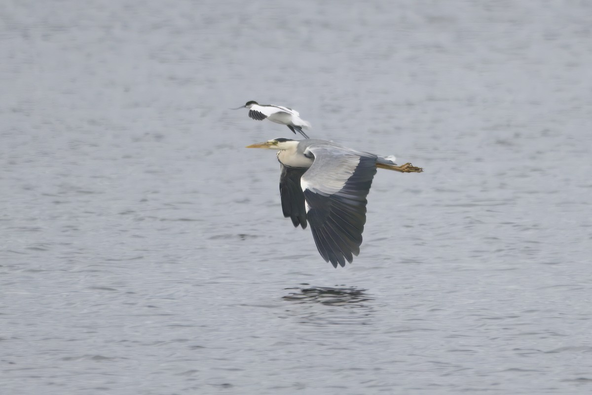 Gray Heron - ML620726045