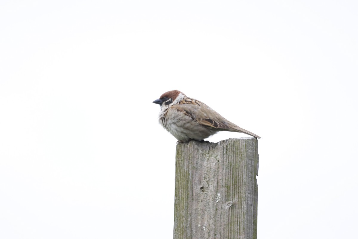 Eurasian Tree Sparrow - Gareth Bowes