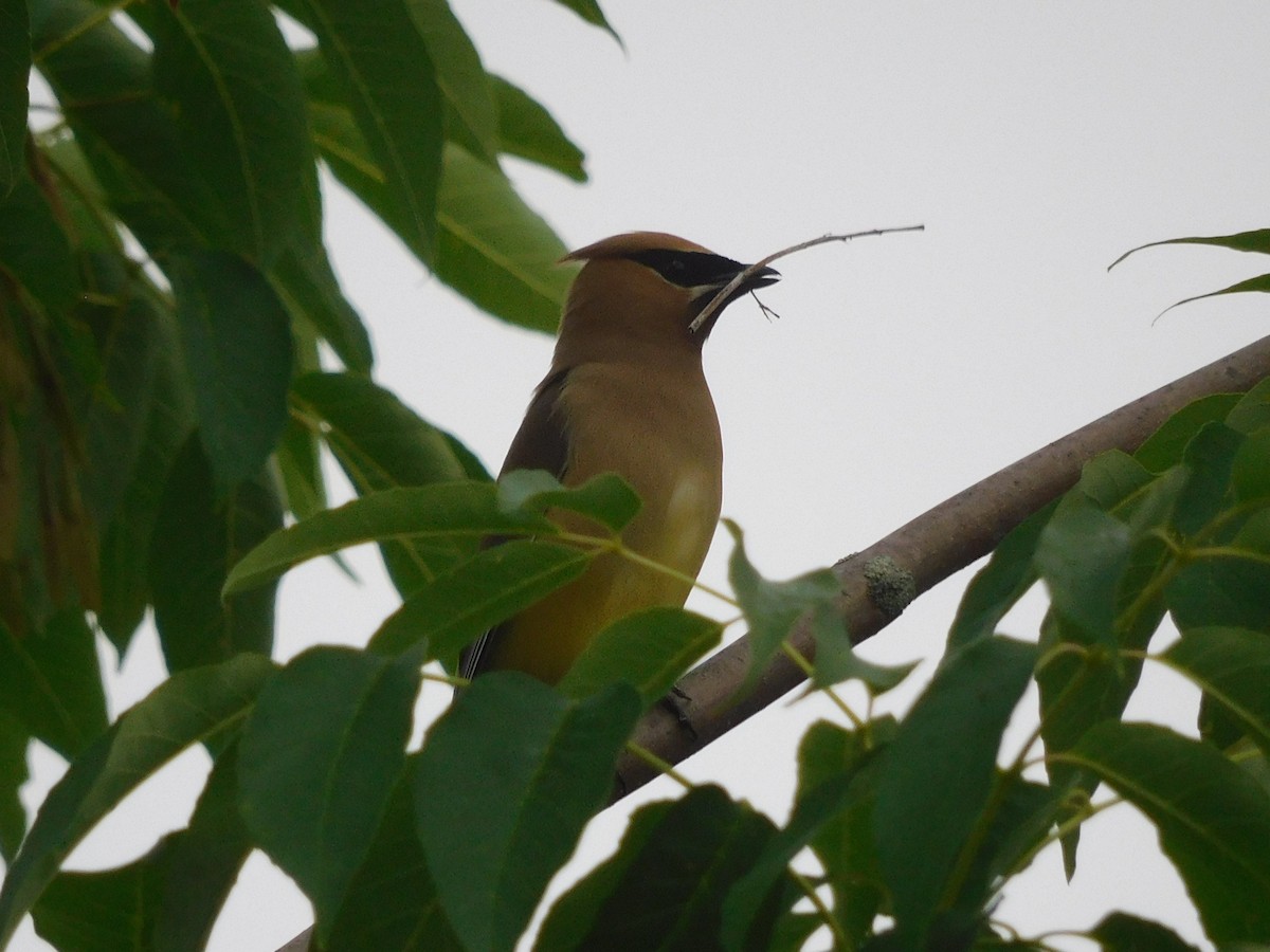 Cedar Waxwing - ML620726050