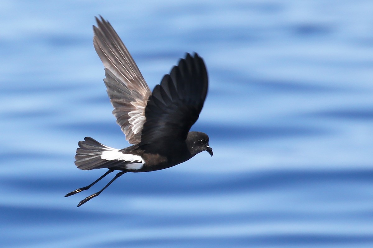 Wilson's Storm-Petrel - ML620726057